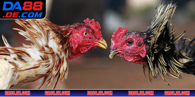 Đá gà tại DA88 - sảnh cá cược giải trí hấp dẫn đỉnh cao nhất 2025