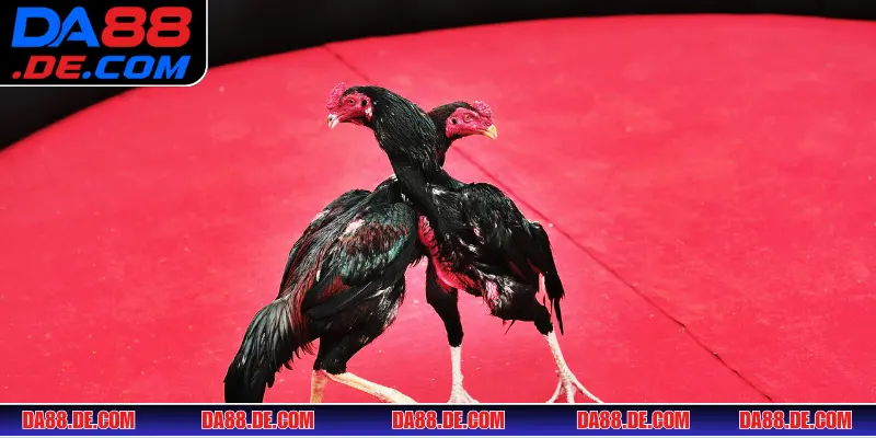 Mẹo đá gà cựa dao từ huấn luyện chiến kê