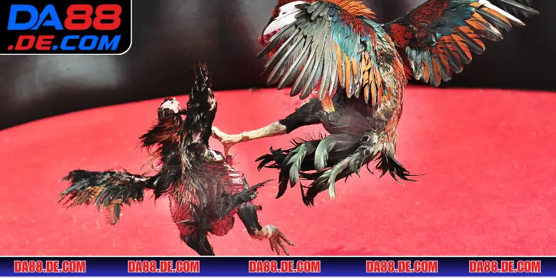 Tập luyện với các loại cựa